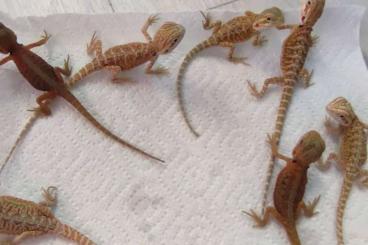 Bartagamen kaufen und verkaufen Foto: Bearded dragon for sale babys