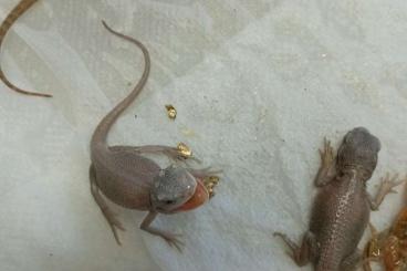 Bartagamen kaufen und verkaufen Foto: Bearded dragon for sale babys Bartagamen kaufen und verkaufen Foto: Bearded dragon for sale babys