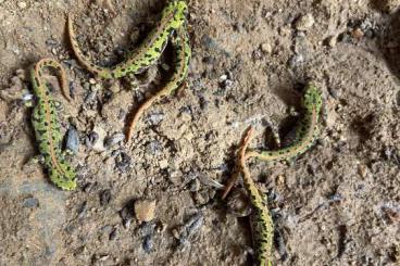 Molche kaufen und verkaufen Foto: Zwergmarmormolche (Triturus pygmaeus) Molche kaufen und verkaufen Foto: Zwergmarmormolche (Triturus pygmaeus)