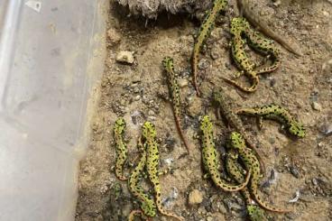 Molche kaufen und verkaufen Foto: Zwergmarmormolche (Triturus pygmaeus) Molche kaufen und verkaufen Foto: Zwergmarmormolche (Triturus pygmaeus)