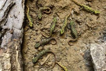 Newts kaufen und verkaufen Photo: Zwergmarmormolche (Triturus pygmaeus) 