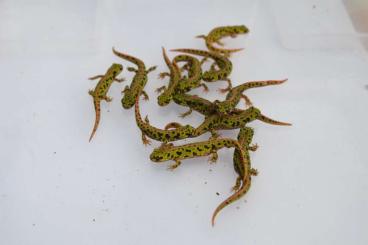 Molche kaufen und verkaufen Foto: Zwergmarmormolche Triturus pygmaeus Molche kaufen und verkaufen Foto: Zwergmarmormolche Triturus pygmaeus