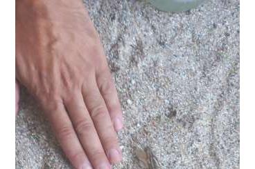 Snakes kaufen und verkaufen Photo: Sell 3:3 Eryx tataricus CB 2021. Snakes kaufen und verkaufen Photo: Sell 3:3 Eryx tataricus CB 2021.