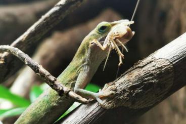 Lizards kaufen und verkaufen Photo: 1.2 Anolis Carolinensis Rotkehlanolis