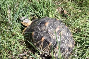 Tortoises kaufen und verkaufen Photo: Astrochelys Radiata Strahlenschildkröten Tortoises kaufen und verkaufen Photo: Astrochelys Radiata Strahlenschildkröten