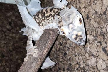 Geckos kaufen und verkaufen Foto: Looking Uroplatus for Hamm