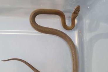 Colubrids kaufen und verkaufen Photo: Houses Snakes  Green Uganda 