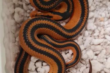 Colubrids kaufen und verkaufen Photo: Bambusnatter Oreocryptophis Porphyraceus Coxi Colubrids kaufen und verkaufen Photo: Bambusnatter Oreocryptophis Porphyraceus Coxi