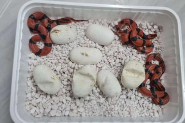 Colubrids kaufen und verkaufen Photo: Bambusnatter Oreocryptophis porphyraceus pulchra Colubrids kaufen und verkaufen Photo: Bambusnatter Oreocryptophis porphyraceus pulchra
