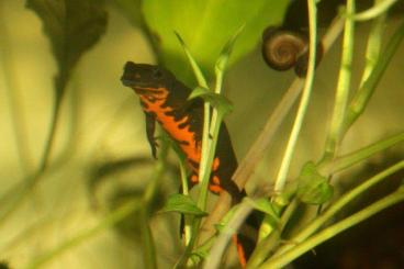 Molche kaufen und verkaufen Foto: Suche Hypselotriton (Cynops) orientalis und Neurergus kaiseri Molche kaufen und verkaufen Foto: Suche Hypselotriton (Cynops) orientalis und Neurergus kaiseri
