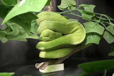 Pythons kaufen und verkaufen Photo: Morelia Viridis abzugeben