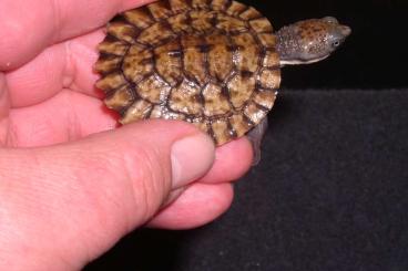 Turtles and Tortoises kaufen und verkaufen Photo: Myuchelys latisternum -Australische Breitbrustschildkröte,  Rarität 