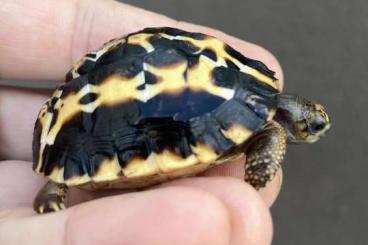 Landschildkröten kaufen und verkaufen Foto: Verkaufe Pyxis Arachnoides Brygooi 