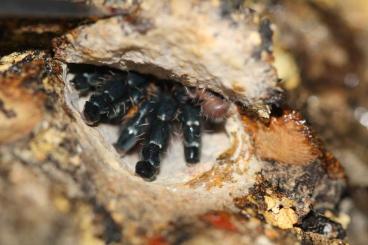 Spiders and Scorpions kaufen und verkaufen Photo: Verkaufe Typhochlaena costae Spiders and Scorpions kaufen und verkaufen Photo: Verkaufe Typhochlaena costae