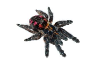 Spiders and Scorpions kaufen und verkaufen Photo: Verkaufe Typhochlaena costae Spiders and Scorpions kaufen und verkaufen Photo: Verkaufe Typhochlaena costae