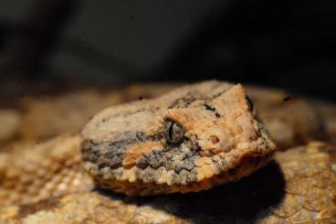 Snakes kaufen und verkaufen Photo: Bitis xeropaga Nachzucht 2024 Snakes kaufen und verkaufen Photo: Bitis xeropaga Nachzucht 2024