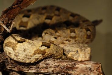 Snakes kaufen und verkaufen Photo: Bitis xeropaga Nachzucht 2024 Snakes kaufen und verkaufen Photo: Bitis xeropaga Nachzucht 2024