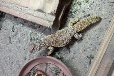 Echsen kaufen und verkaufen Foto: Uromastyx nigriventris NZ 2022 Echsen kaufen und verkaufen Foto: Uromastyx nigriventris NZ 2022