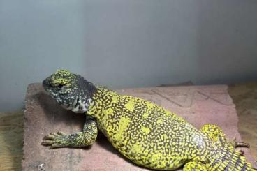 Echsen kaufen und verkaufen Foto: Uromastyx nigriventris Echsen kaufen und verkaufen Foto: Uromastyx nigriventris