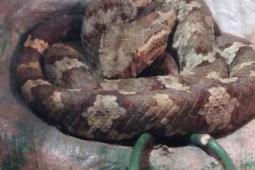 Snakes kaufen und verkaufen Photo: Craspedocephalus (Trimeresurus) puniceus Snakes kaufen und verkaufen Photo: Craspedocephalus (Trimeresurus) puniceus