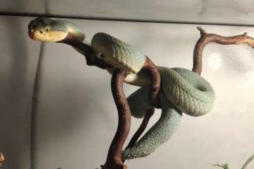 Snakes kaufen und verkaufen Photo: Craspedocephalus (Trimeresurus) gramineus Snakes kaufen und verkaufen Photo: Craspedocephalus (Trimeresurus) gramineus