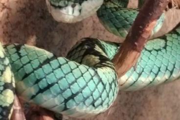 Schlangen kaufen und verkaufen Foto: Trimeresurus trigonacephalus (Srilanka) Schlangen kaufen und verkaufen Foto: Trimeresurus trigonacephalus (Srilanka)