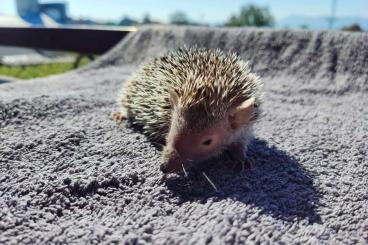 Exotische Säuger kaufen und verkaufen Foto: Tenrek, Echinops telfairi