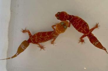 Geckos kaufen und verkaufen Foto: Nephrurus & Underwoodisaurus