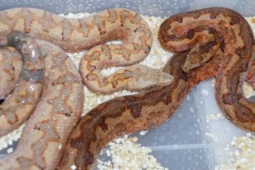 Snakes kaufen und verkaufen Photo: Red Candoia Paulsoni male 