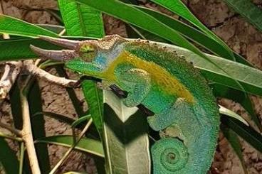Chamäleons kaufen und verkaufen Foto: Trioceros jacksonii jacksonii Chamäleons kaufen und verkaufen Foto: Trioceros jacksonii jacksonii