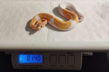 Schlangen kaufen und verkaufen Foto: Banana-Clown-Pied`s wegen Zuchtaufgabe extrem günstig abzugeben Schlangen kaufen und verkaufen Foto: Banana-Clown-Pied`s wegen Zuchtaufgabe extrem günstig abzugeben