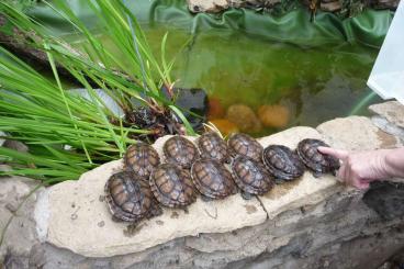 Sumpfschildkröten kaufen und verkaufen Foto: Mauremys annamensis Aufzucht von leiblichen Eltern