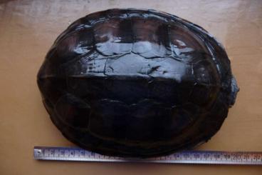 Landschildkröten kaufen und verkaufen Foto: Mauremys annamensis aus meiner Zucht