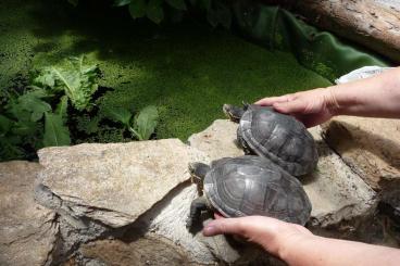 Sumpfschildkröten kaufen und verkaufen Foto: Mauremys annamensis weiblich
