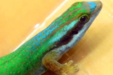 Lizards kaufen und verkaufen Photo: Phelsuma inexpectata zur Abgabe