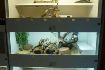 Enclosures kaufen und verkaufen Photo: Terrarienanlage mit (teilweise) Besatz Enclosures kaufen und verkaufen Photo: Terrarienanlage mit (teilweise) Besatz