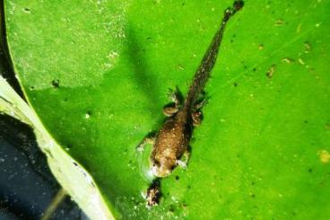 frogs kaufen und verkaufen Photo: Gelbbauchunke Bombina variegata