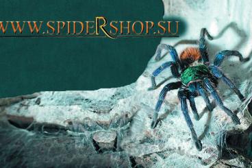 Spinnen und Skorpione kaufen und verkaufen Foto: spidershop.su Sale of tarantula