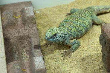 Echsen  kaufen und verkaufen Foto: CB Uromastyx macfadyeni, male