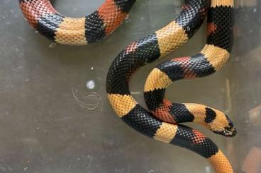 Schlangen kaufen und verkaufen Foto: Lampropeltis campbelli, male 2020