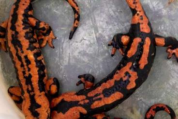 Salamander kaufen und verkaufen Foto: Salamandra terrestris red/orange