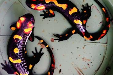 Salamander kaufen und verkaufen Foto: Salamandra algira atlantica 1.2 Salamander kaufen und verkaufen Foto: Salamandra algira atlantica 1.2