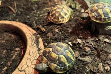 Tortoises kaufen und verkaufen Photo: Griechische Landschildkröten 2023