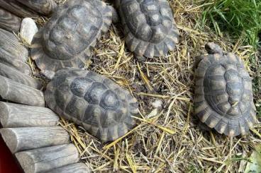 Landschildkröten kaufen und verkaufen Foto: Breitrandschildkröten weiblich 18 Jahre alt