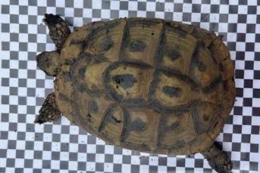Tortoises kaufen und verkaufen Photo: Griechische Landschildkröten Gruppe 1:3 oder 1:4