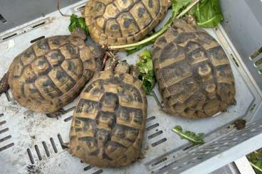 Tortoises kaufen und verkaufen Photo: Griechische Landschildkröten Gruppe 1:2