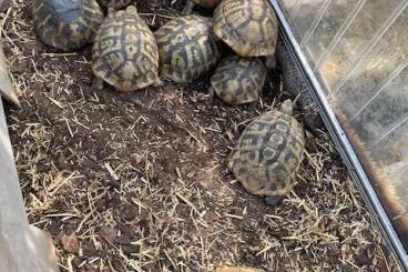 Tortoises kaufen und verkaufen Photo: Dalmatinische hercegovinensis Landschildkröten Gruppe 3:10