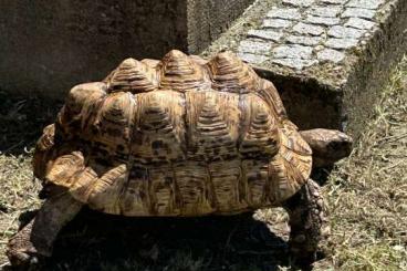 Tortoises kaufen und verkaufen Photo: Pantherschildkröten drei weibchen Tortoises kaufen und verkaufen Photo: Pantherschildkröten drei weibchen