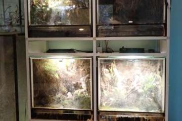 Terrarien kaufen und verkaufen Foto: Terrarium Regal + vier 50er Frosch Glaswürfel (Platz für 4 weitere)