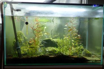 Aquarien kaufen und verkaufen Foto: Aquarium 192 Liter Neuwertig inkl. Einrichtung, Eheim Außenfilter ...